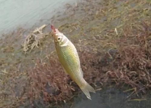  解决@小鱼闹窝和挂底怎么解决？只要用上它轻松应对