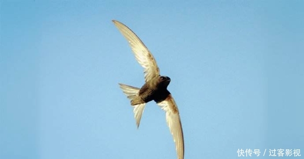 其他动物的活动