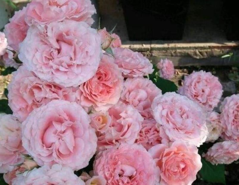  #定要注意#珊瑚果冻的养护方法，做好这“5点”四季开花，花朵各个丰满艳丽