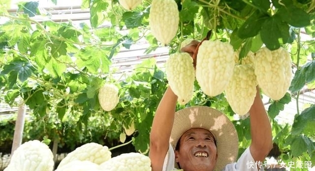  【市场中】30天就能成熟，亩产3200斤，一斤卖30元，农民却不太
