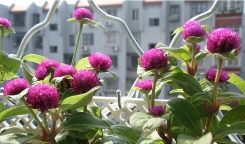  [花钱买]别再花钱买养花土，土里掺把它，养啥都旺盛，新手也会用！