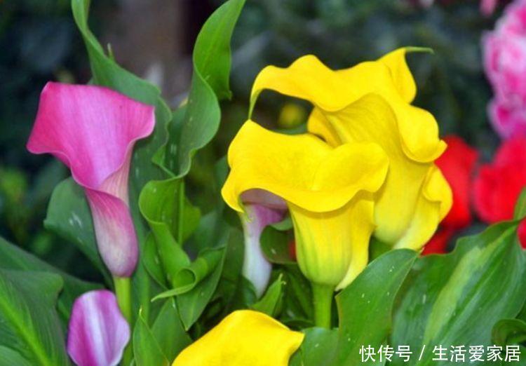  『花养』几种花养家里，开花漂亮寓意好，好养好看花期长，净化空气助睡眠