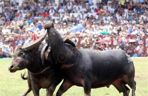 想要去苏梅岛旅游，需知道出游最佳时间是什么时候