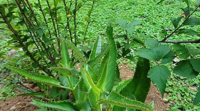  「植物」这“2种植物”免费送，但新手也别要，不小心就会“养成灾”！