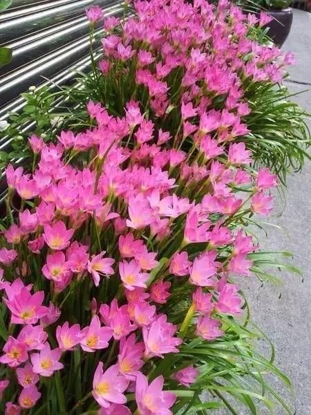 风雨兰@种上这6棵球根植物之后,就能花开不断了