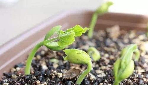  『买菜』还可以在阳台这样种菜，真是大开眼界，省了不少买菜钱！