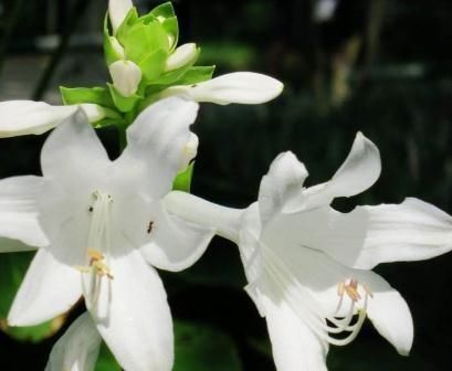  『大片』室内“3种花”最见不得光，一放角落，叶绿、花苞钻，花开一大片