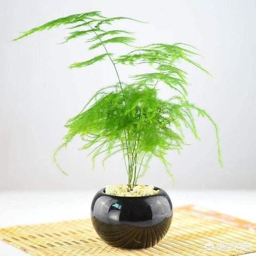  【大树】文竹晒点散射光，喝点“大补药”，摆脱弱不禁风，长成大树爬满墙