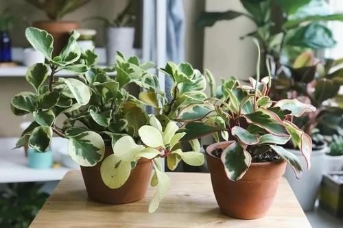 #适合#这些观叶植物很适合养室内遮阴处,种花盆里特好照顾