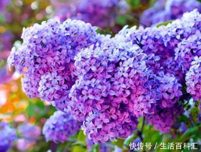 #口诀#开春养花,参考4句“口诀”,学会了花草“嗖嗖长”,不愁养不旺