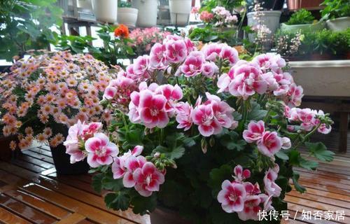  拥有|家里养花选它，一年四季都有花赏，值得拥有！