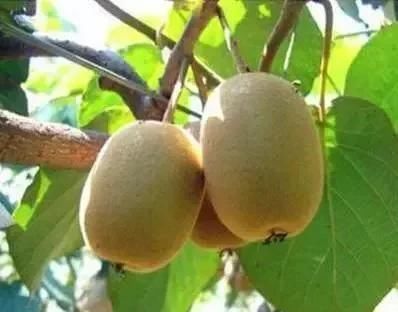  『空地』家有空地，一定种上这几款果树，一年四季吃不完来年亩收入2万元