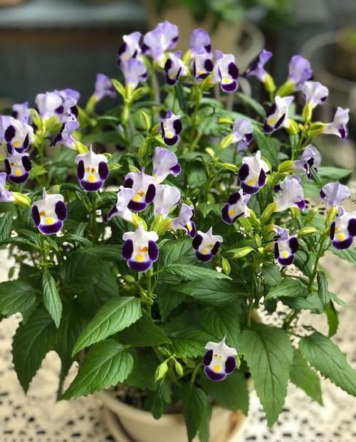  家里@家里养这几款植物，颜值高花期长，花朵粉嫩丰腴，开花四季如春