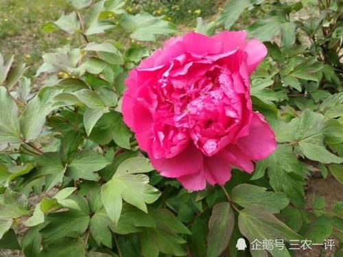  『培育』感叹牡丹的适应能力，在花农精心培育下，如今在东北落户花开