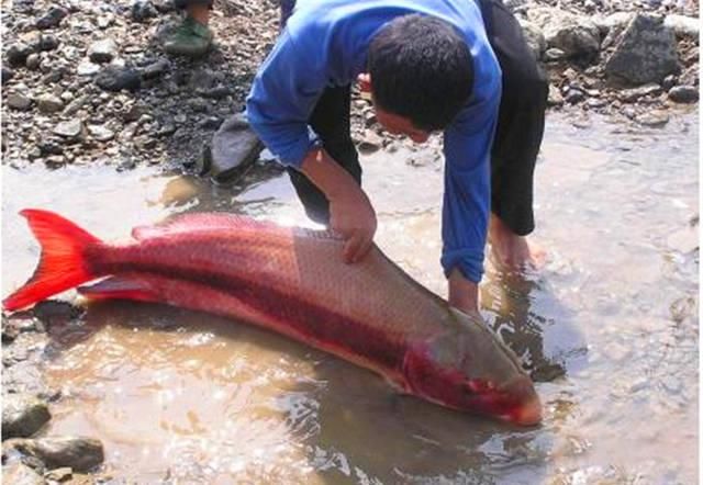  漂亮：全国最漂亮的一种鱼“亚洲美人鱼”，为何离开了江水就活