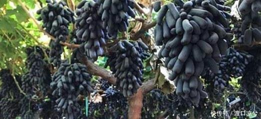 “再见了”水稻，我国又一新品农作物！亩产三千斤，比养猪值！