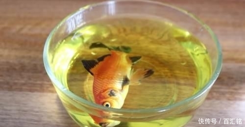  [鱼缸]老外奇葩测试：把碳酸饮料倒入鱼缸，只想让鱼儿品尝一下味道！