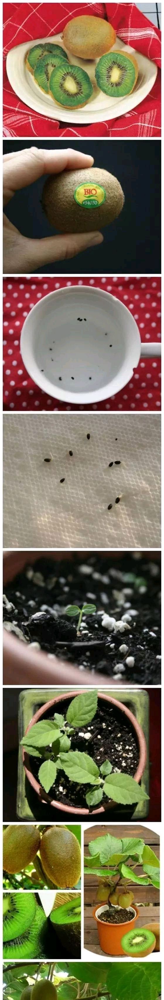 放进■我在路上捡起一座松塔,不小心把它放进了花盆里。太神奇了