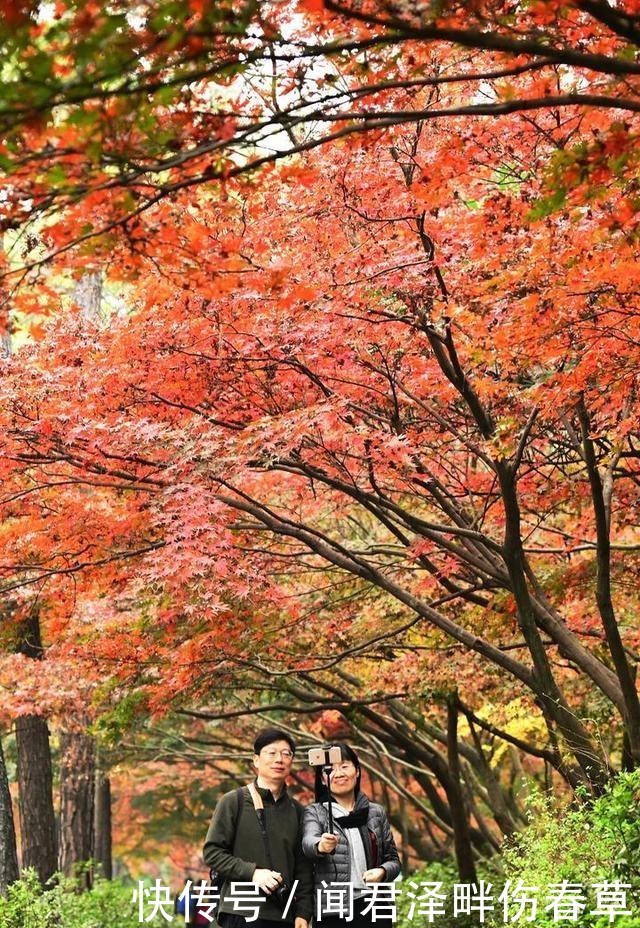 杭州:灵隐路一路飘红 赏红叶已入佳境