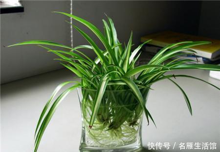 小东西|路边捡点小东西,用来养水培植物,白根长满盆,再也不黄叶