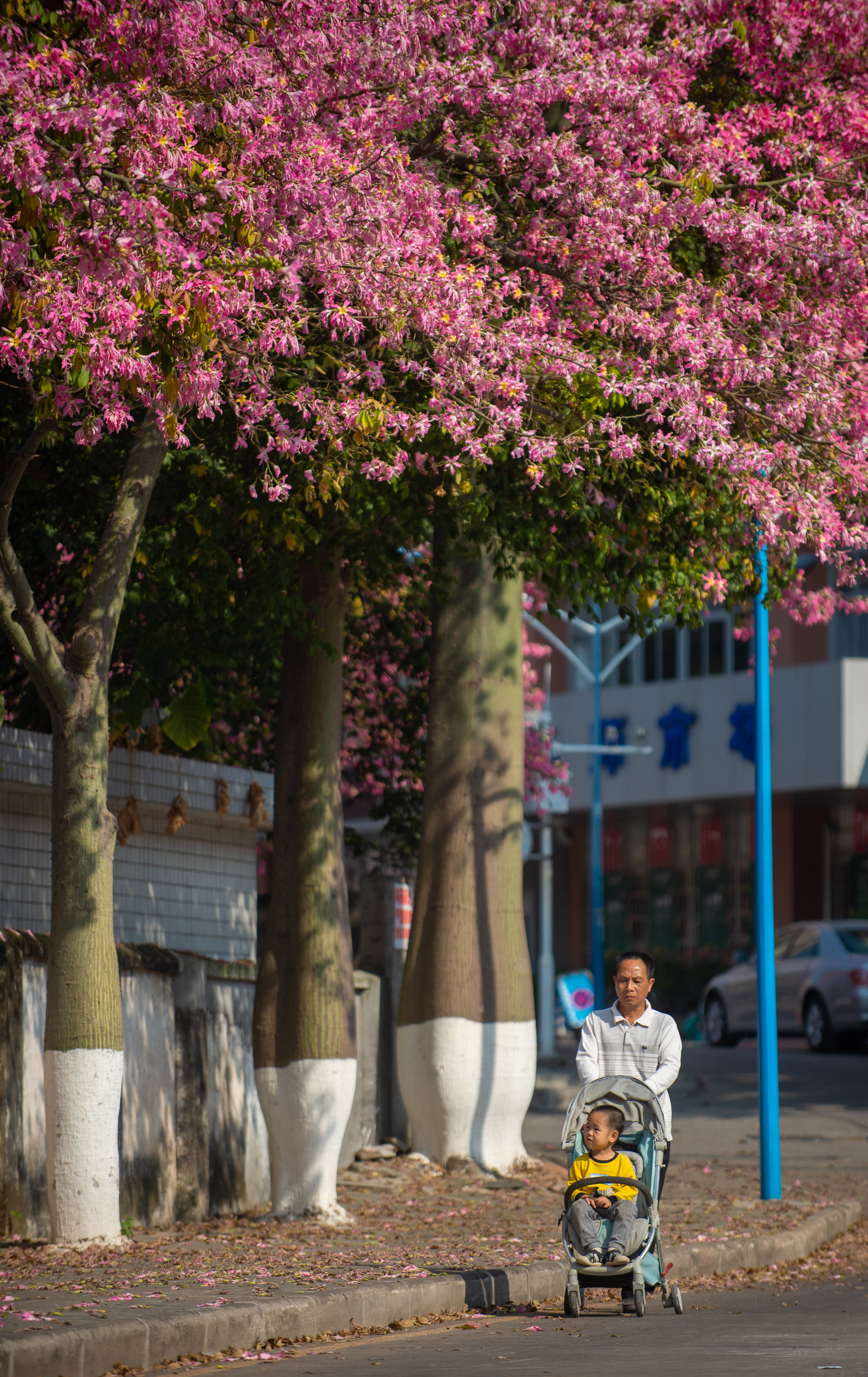 图集|美！华师校园异木棉惊艳绽放,最浪漫粉色来袭