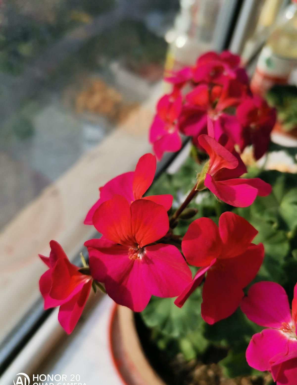  「光照」土里加点它，花蹭蹭爆盆，颜色亮的直耀眼