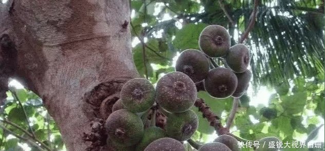 看完农村大叔摘山竹，发现卖得贵也是情有可原，钱都花了它身上！