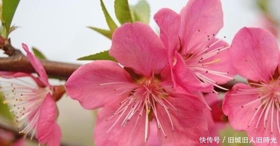 春风十里桃花香，6首“桃花”诗，不一样的桃花，不一样的春天！