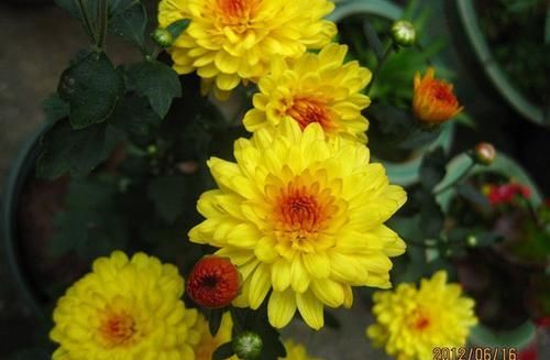  『密集』养这4款花，沾土就活，叶子茂盛花朵密集，四季都在赏花