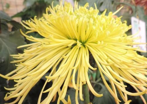 【加倍】喜欢赏菊,就选“佛光再现”,花开“金光四射”,好养易活美极了