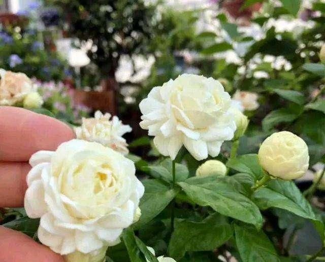  #芳香#茉莉花最爱3种“肥料”,家中就有,浇一点,花大芳香、开爆盆!
