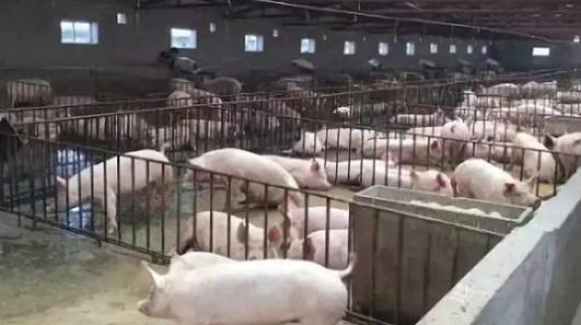  「存栏量」为什么猪肉突然猛涨价？养猪成本、生猪存栏量、猪肉