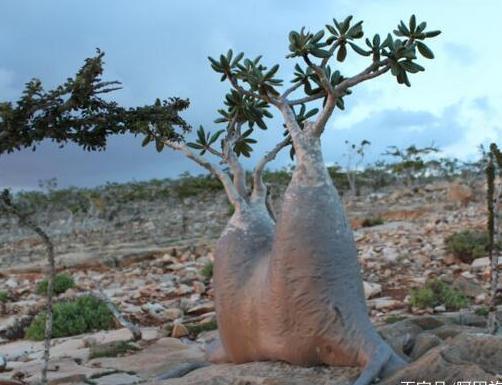 被非洲当成宝的树，一次能储存2吨水，引进国内后作用令人心酸