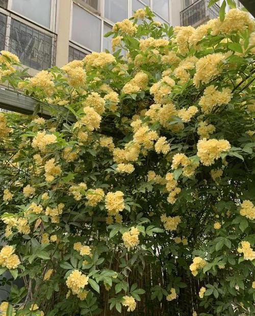 「翻天」3种花开如瀑布,一不留神变花海,美翻天!