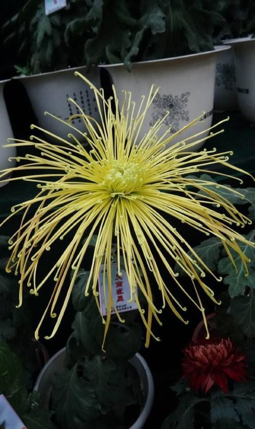  『流星』喜欢玫瑰，不如养盆“珍品名菊”天南流星，似流星四射，绚丽多彩