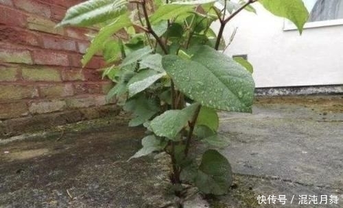『根茎』农村院子里,若发现到1种“杂草”,请及时铲除,根茎有危害