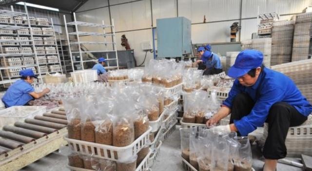 农村办一个小型加工厂，加工什么好？专家：这几种项目，不妨试试