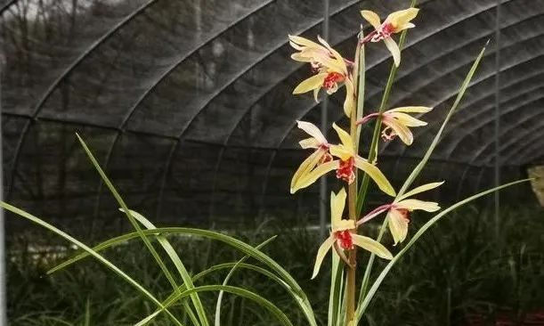 『种植的兰花』服盆期的兰花,可别乱施肥,这样施才安全有效!