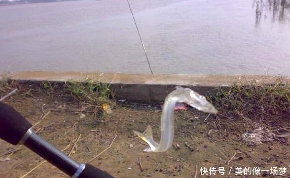#小伙#小伙在江边野钓,竟钓到“透明”的鱼!拿回家煎蛋才发现