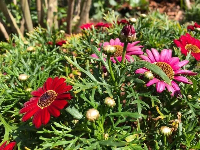  「上海植物园」碎花裙上的“花花世界”，到底有哪些花？