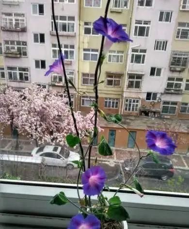 【开花】养“4种花”，几粒种子撒盆里，开花爆盆，美得惊艳，不花钱