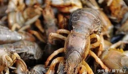 农村一种害虫，曾是毁坏庄稼的好手，现一斤60块，养殖它可致富