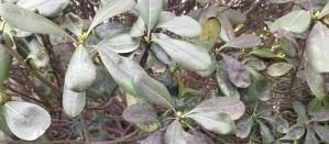 『黑黑的』栀子花花苞上黑黑的一层是什么病态?