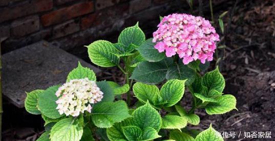  『有花赏』3种花，现在扦插正当时，15天左右生根，当年有花赏！