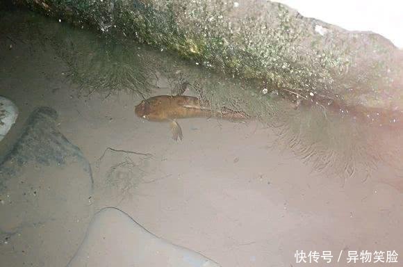 江苏河道出现这种斑点鱼，引发网友关注，有人担忧其泛滥