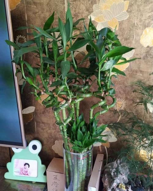  [油绿]5种寓意超好的花，没有院子也能养，叶子油绿一年比一年茂盛！