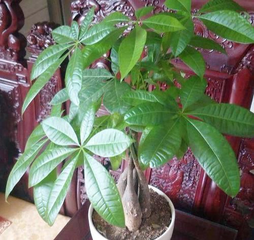  #懒人#上班忙没时间？就养3种懒人花，不管它花爆盆，越浇水越黄叶