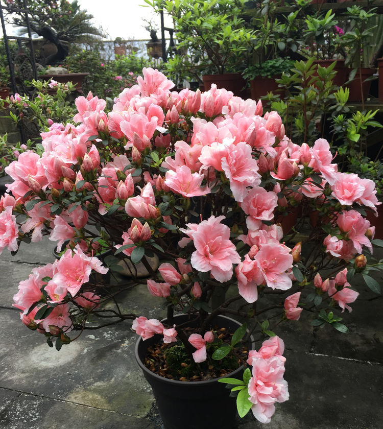  墙角：这几款花，种在家里墙角，半年长成花墙，惊艳四季，琳琅满目