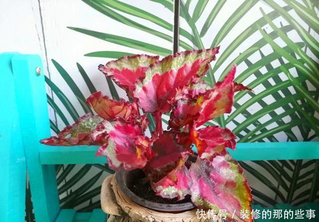  适合■这观叶植物美貌不输矾根，比矾根更耐阴，适合室内养护