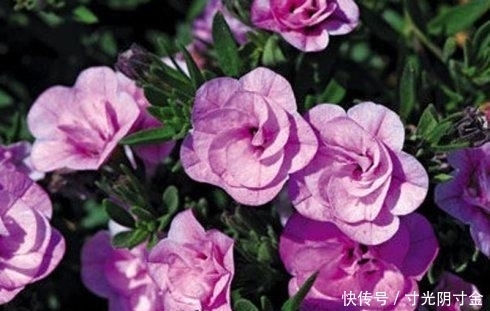  懒人|1种漂亮花，花期长、品种多，养花简单，懒人也能养爆盆